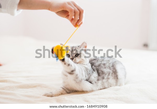 Cat playing ball. Scottish silver breed. Girl
playing with a cat.