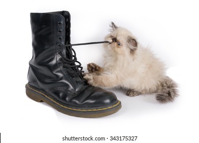 Cat Playing With A Boot And Its Laces - A Two Month Old Blue Point Himalayan Persian Kitten In Play