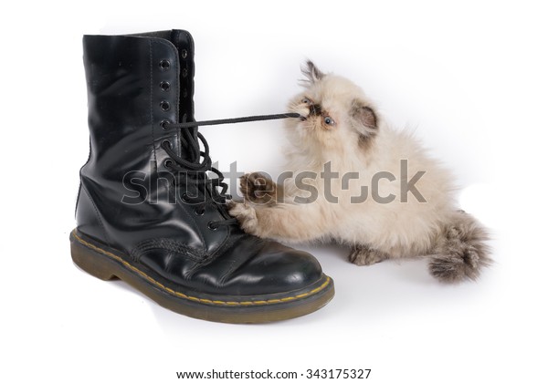 Cat Playing Boot Laces Two Month Stock 