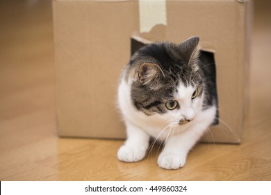 Cat Playing With Cardboard Box