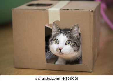 Cat Playing With Cardboard Box