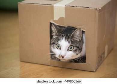 Cat Playing With Cardboard Box