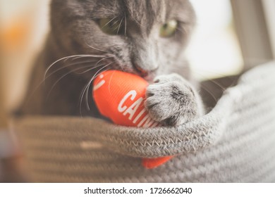 Cat Playing With Catnip Toy Inside Basket