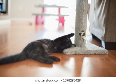 Cat Playing With Catnip Toy On Scratch Post