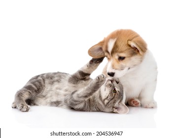 Cat Playing With A Dog. Isolated On White Background