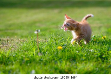 Nature Cat Images, Stock Photos & Vectors Shutterstock