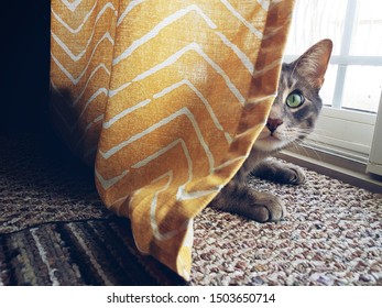 cat playing hide and seek behind the curtain - Powered by Shutterstock