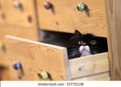 A Cat Playing Hide And Seek Inside The Drawer.