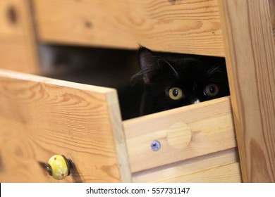 A Cat Playing Hide And Seek Inside The Drawer.