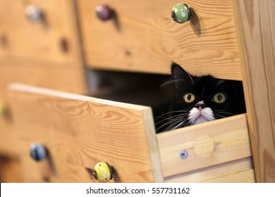 A Cat Playing Hide And Seek Inside The Drawer.