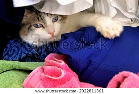 cat playing inside the wardrobe among towels