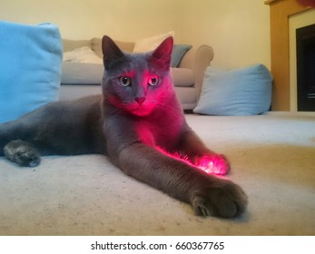 Cat Playing With A Laser