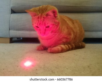 Cat Playing With A Laser