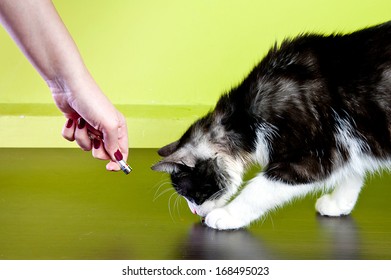 Cat Playing With Laser Pointer Red Dot