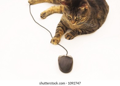 Cat playing with mouse.