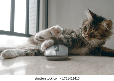 a cat is playing a mouse (the focus is on the cat face)