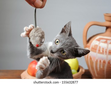 Cat Playing With A Plush Mouse 