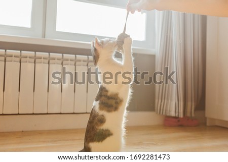 Cat playing with a plush mouse