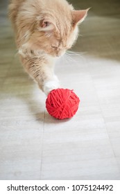 Cat playing with red yarn ball. Ginger Maine Coon at play with a red ball of yarn. 
