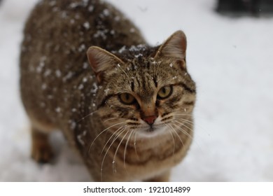 Cat Playing In The Snow