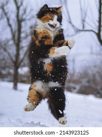 A Cat Playing In The Snow.