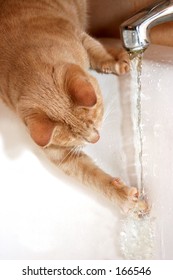 Cat Playing With Tap Water