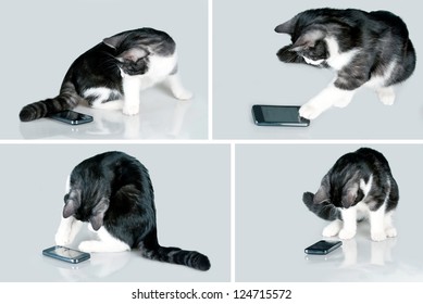 Cat Playing With Touch Screen Smart Phone.