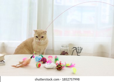 A Cat Playing With Toys