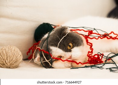 A Cat Playing With Yarn On A Sofa