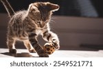 cat plays with a ball on the floor. Playing cat

