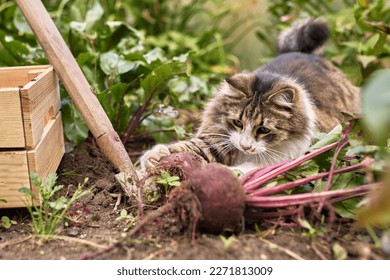 The cat plays with beets in the garden during the harvest in autumn, harvesting, ripe red beets, the cat helps the owner with harvesting vegetables and fruits - Powered by Shutterstock