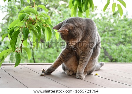 
Cat plays with may bugs