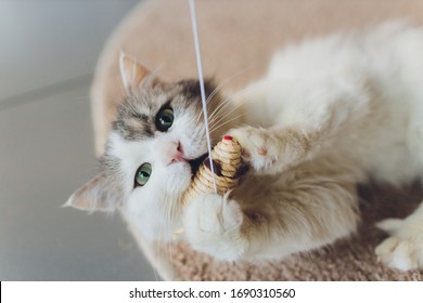 The Cat Plays With A Mouse Made Of Straw Hanging On A Rope.