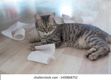 Cat Plays With Toilet Paper. The Cat Creates A Mess In The House. Carefree Cat.