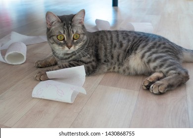 Cat Plays With Toilet Paper. The Cat Creates A Mess In The House. Carefree Cat.