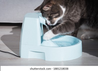 Funny Cat Drinks Water Water Dispenser Stock Photo 1874498830 ...