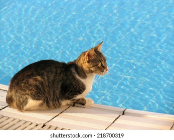 Cat At Pool