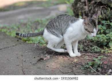 猫のうんこ の画像 写真素材 ベクター画像 Shutterstock