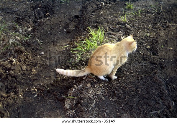 cat pooping outside