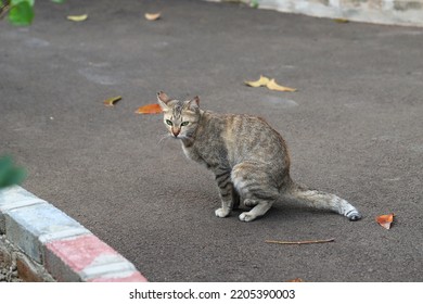 2,885 Poop street Images, Stock Photos & Vectors | Shutterstock