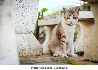 Cat Portrait