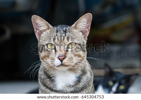 Cat Portrait