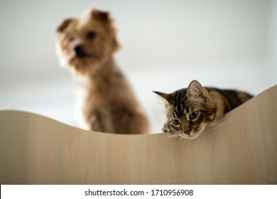 Cat portrait, animal look on camera with expressive face, shooting in the company of your dog - Shutterstock ID 1710956908