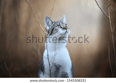 Similar – Foto Bild Wiesenkatze. katzengesucht im hohen Gras