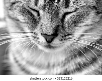 Cat Portrait Close Up In Black And White Photo. Cat Face