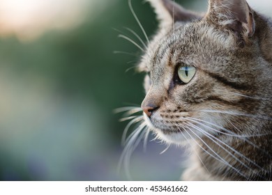 Chat Tigre 780 3 Images Photos Et Images Vectorielles De Stock Shutterstock