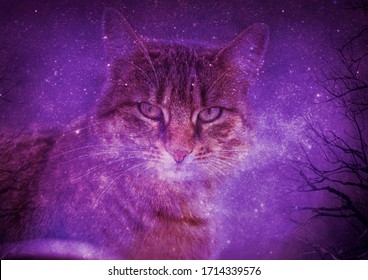 Cat portrait in the galaxy - Shutterstock ID 1714339576