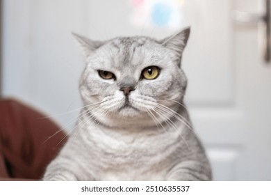 Cat Portrait, Grumpy, Stare - A close-up portrait of a grumpy cat staring directly at the camera. - Powered by Shutterstock