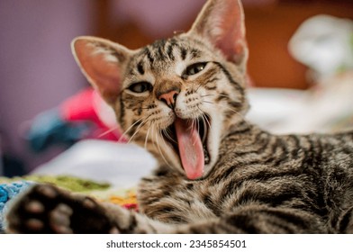 Cat portrait. Mixed breed cat. Cat with brindle coat. - Shutterstock ID 2345854501