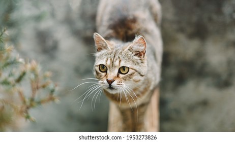 Cat portrait. A pretty cute cat with yellow eyes stands and looks to the side. View from above. Cat background.